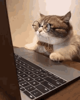 cat working.gif