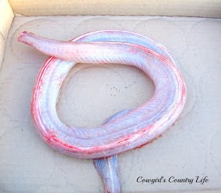 rattlesnake cook 010res.jpg