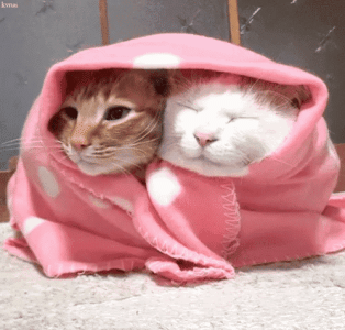 cats blanket.gif