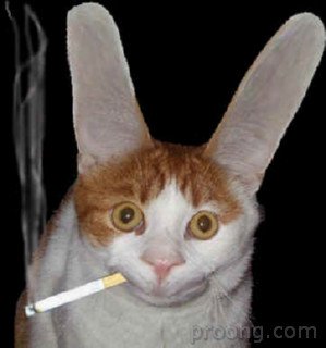 Smoking-Bunny-Cat.jpg