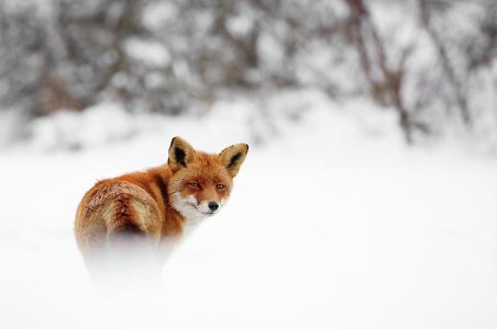 gonna-walk-and-dont-look-back-red-fox-in-the-snow-roeselien-raimond.jpg