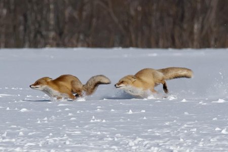 red fox chase Dennis-Binda-6.jpg