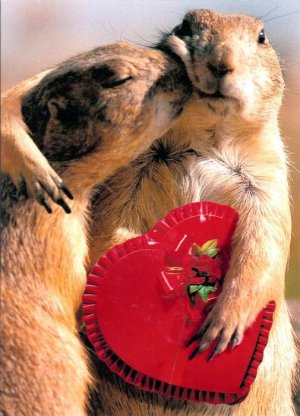prairie dogs.jpg