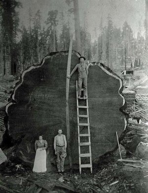 350 Foot  Sequoia  1892 .jpg