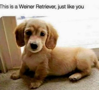 weiner  retriever .jpg