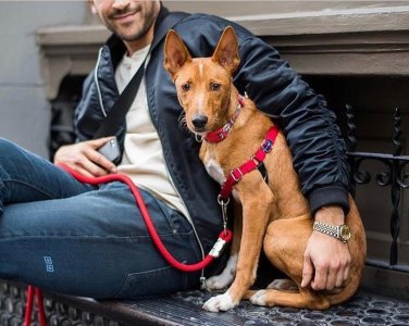 Franco Vlasic and Huxley The Podengo 15034517.jpg