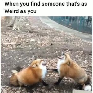 fox-find-someone-s-as-weird-as-1228147967.jpg