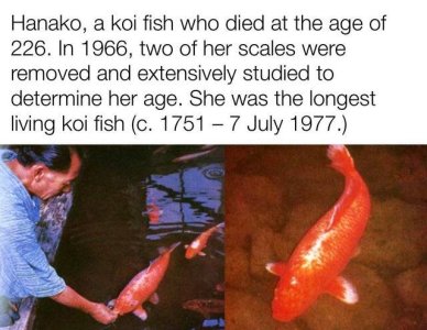 koi .jpg koi .jpg