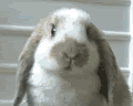 bunny.gif