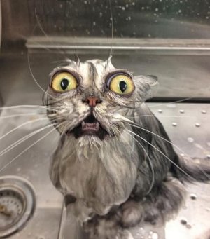 wet-cats-coverimage.jpg wet-cats-coverimage.jpg