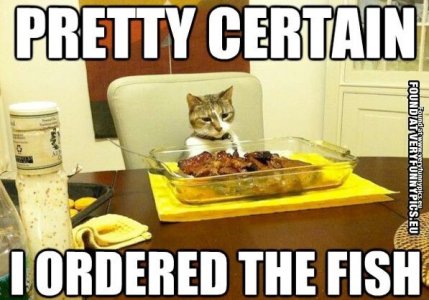 funny-picture-cat-pretty-certain-i-ordered-fish.jpg