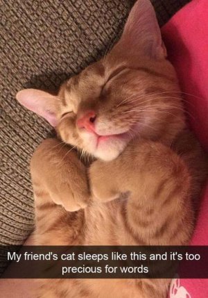 my-friends-cat-sleeps-like-this-.jpg