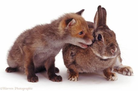 Rabbit and fox-cub-white-background.jpg