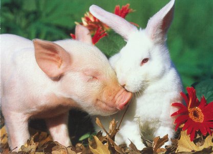 Pig & bunny.jpg