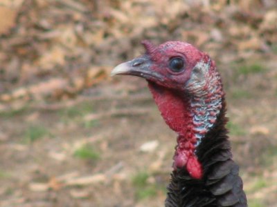 Tom turkey head 3:29.jpg