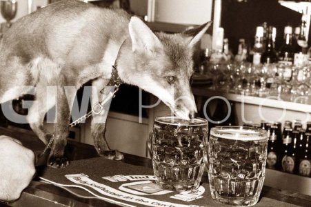 drinking from glass.jpg