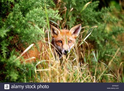 hiding-in-long-grass-BYRGA7.jpg