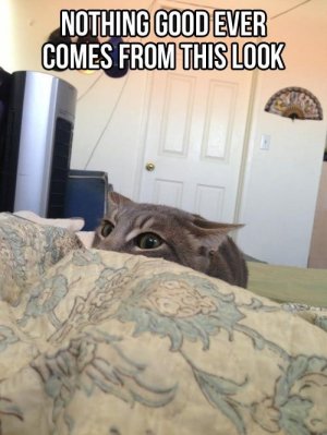 30-Funny-Cat-Memes-Funny-images.jpg