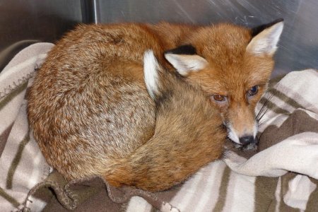 injured-fox.jpg