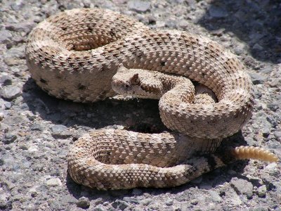 Crotalus_cerastes_mesquite_springs_CA-2.jpg