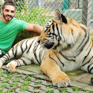 Thailand. Tiger Kingdom, Chiang Mai 13398475.jpg