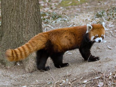 RedPandaFullBody.jpeg.jpg
