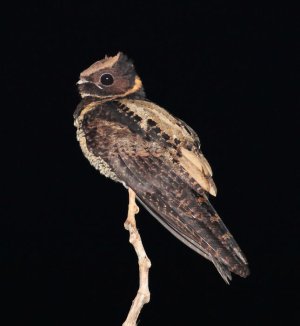 Great_Eared-Nightjar,_Tangkoko,_Sulawesi_(5799113025)_(2).jpg