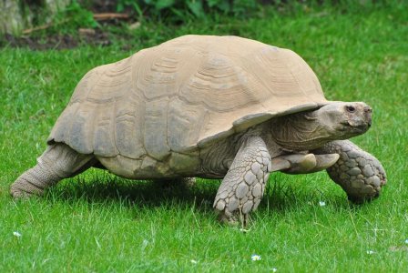 Sulcata_Tortoise_(5)_(8679964197).jpg