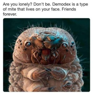 demodex .jpg