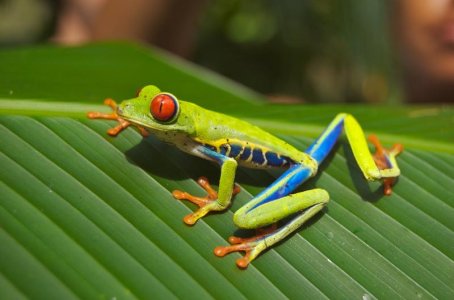 Red_eyed_tree_frog.jpg