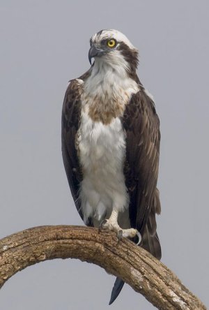 2010-kabini-osprey.jpg