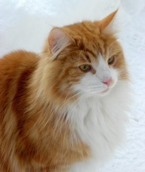 Norwegian_Forest_Cat_in_snow_(closeup)_(cropped).jpg