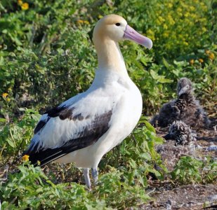 Short_tailed_Albatross1.jpg
