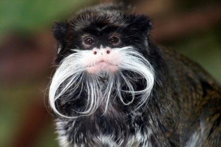 Tamarin_portrait.jpeg.jpg