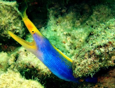 Blue_ribbon_Eel_fish_on_Pom_Pom_Island,_Celebes_resort,_Sabah.jpg