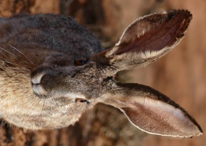 Scrub_Hare_(Lepus_saxatilis)_close-up_(30544290256)_(2).jpg