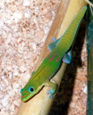Phelsuma_l._laticauda.jpg
