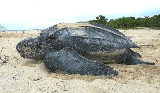 Leatherback_sea_turtle_Tinglar,_USVI_(5839996547).jpg