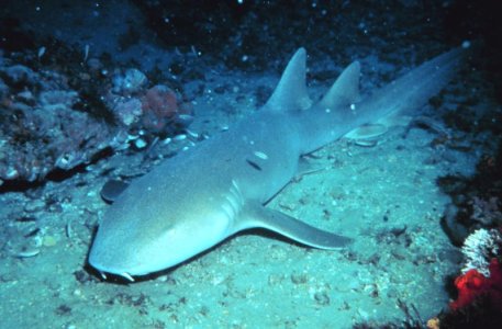 Nurse_shark.jpg
