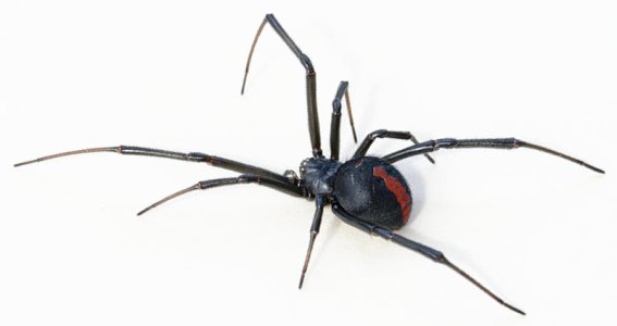 Latrodectus_hasseltii_close.jpg