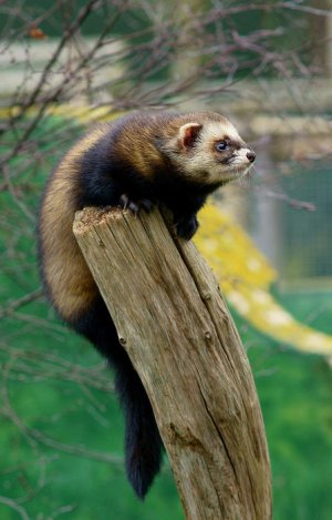 Storm_the_polecat.jpg