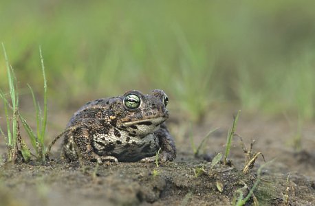 Bufo_calamita_(Marek_Szczepanek).jpg