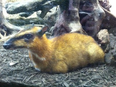 Greater_Mouse-Deer.jpeg.jpg