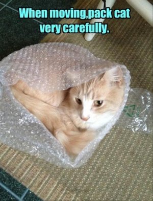 bubble wrap kitteh.jpg