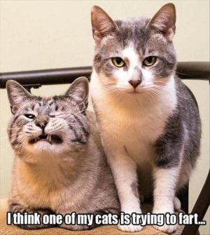 funny-lol-cats-.jpg