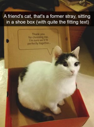 hilarious-cat-snapchats.jpg