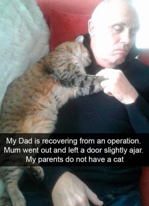 hilarious-cat-snapchats-therapy-kitty.jpg