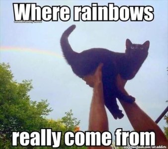 rainbow kitteh.jpg