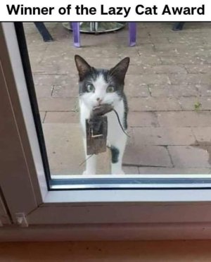 winner-lazy-cat-award.jpg