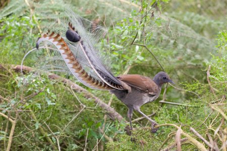 Superb_lyrbird_in_scrub.jpg